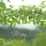 tabiat zwao (17)